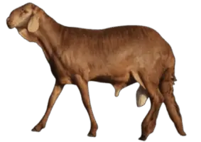 سواكني هلا