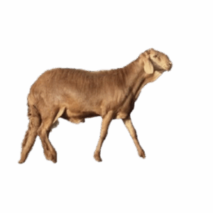 سواكني